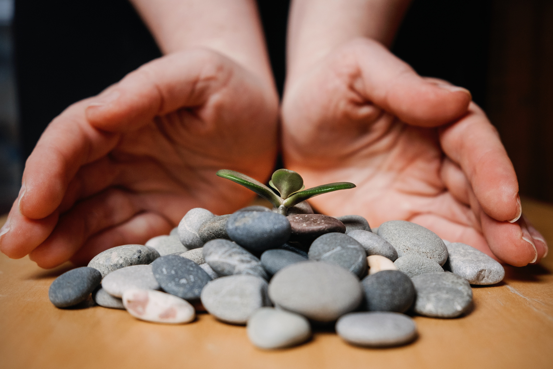 Weibliche Hände schützen einen zerbrechlichen Spross zwischen Steinen.